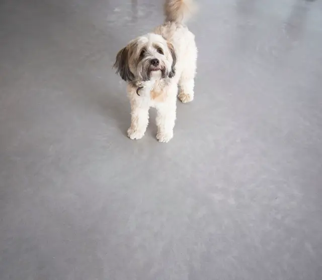 Een wit-bruine hond staat op een lichte, egale naadloze vloer. De ruimte ademt rust en schoonheid door de minimalistische, ongebroken oppervlakte.