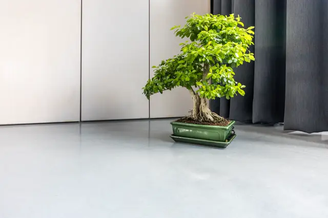 Een serene, lichte ruimte met een naadloze lichte vloer en gestileerde wanden. Een elegant bonsaiboompje in groene pot vormt het rustige middelpunt.